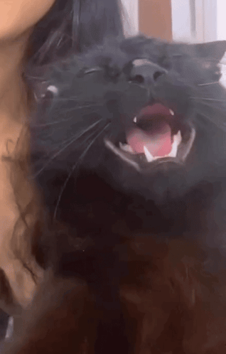 a black cat with its mouth open and its tongue out
