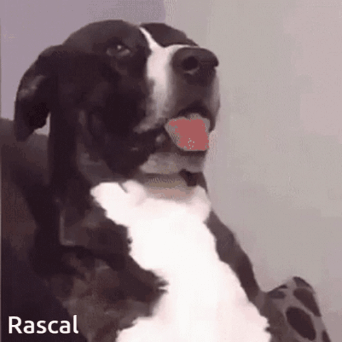 A black-and-white dog sits upright with its tongue out.