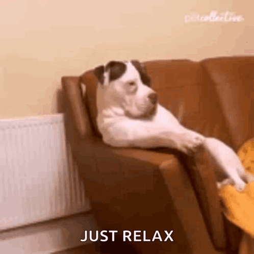 A dog lounges dramatically on the arm of a sofa with “JUST RELAX.”