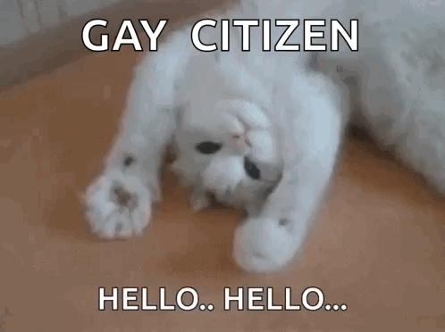 a white cat is laying on its back and says gay citizen hello hello ..