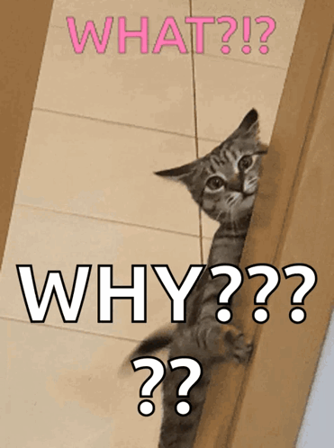 A surprised cat picture sits against a tan background under “WHY???”
