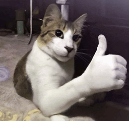 A gray-and-white cat gives a thumbs-up toward the camera.