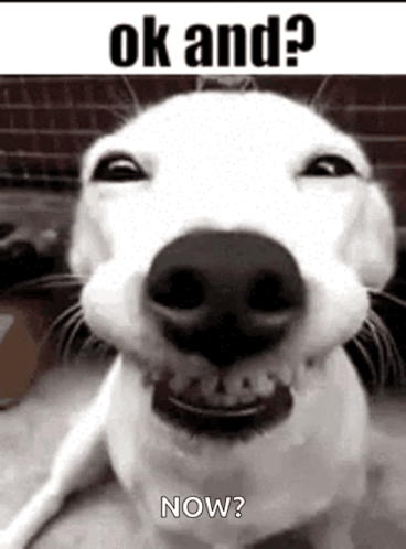 A smiling white dog shows its teeth beneath “ok and?” text.