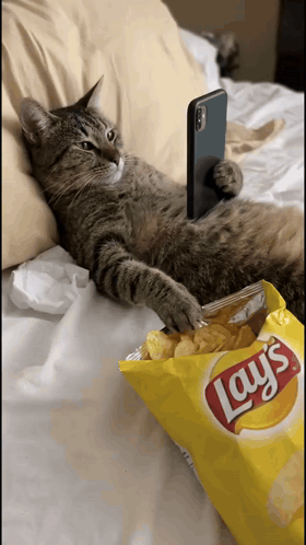 A tabby cat lies in bed beside a bag of Lay’s chips.