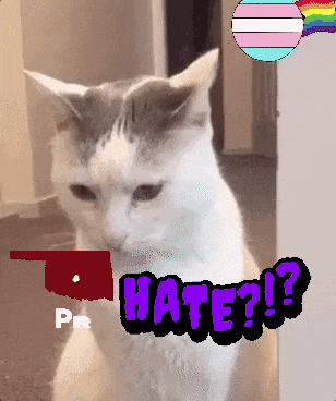a white cat with the words hate written on it
