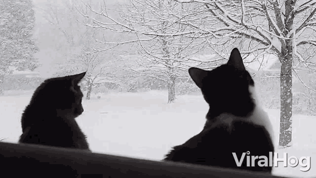 two cats looking out a window at the snow