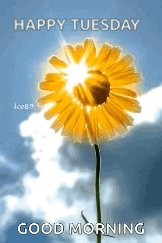 the sun is shining through the petals of a yellow flower and says `` happy tuesday good morning '' .
