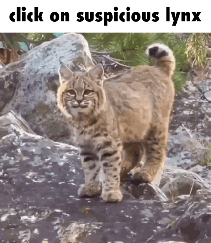 a picture of a bobcat with the words click on suspicious lynx above it