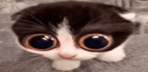 A cat with enormous glossy eyes looks sadly alarmed.
