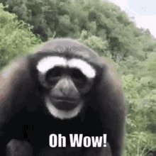 A black-and-white monkey looks startled as text says “Oh Wow!”