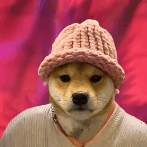 a dog is wearing a pink hat and sweater