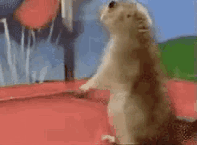 a hamster is standing on its hind legs on a red surface in front of a waterfall .