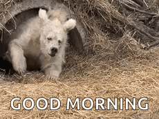 A fluffy white bear sleeps in a nest with GOOD MORNING text.