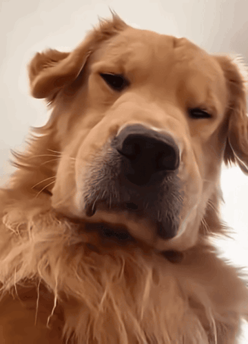 A golden retriever stares forward with a weary expression.