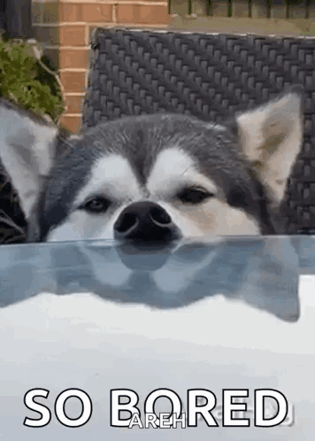 A husky rests its chin on the edge of a pool, looking sleepy.