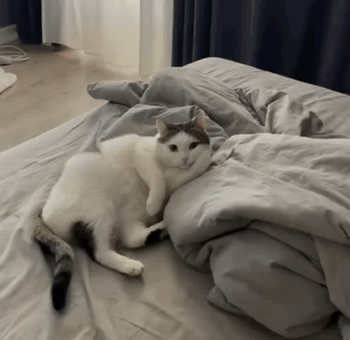 a cat laying on top of a bed with a gray comforter