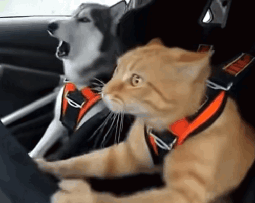 A dog and orange cat wearing harnesses sit together in a car.