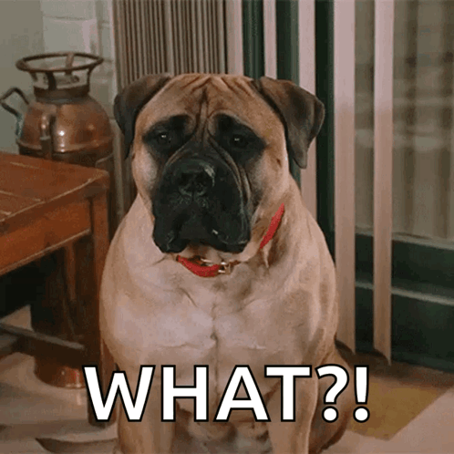 a dog with a red collar is sitting next to a sign that says " what "