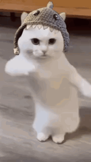 A white cat wearing a knitted hat sways upright.