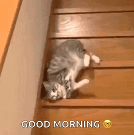 A cat tumbles down stairs with “GOOD MORNING” text.