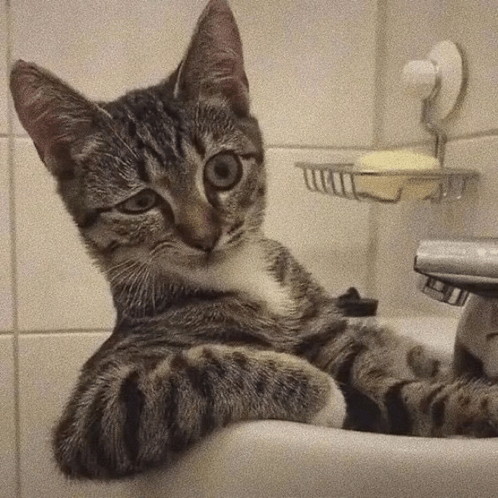 a cat is laying in a bathroom sink with a soap dish on the wall behind it
