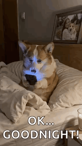 A dog lies in bed reading a book with caption “OK... GOODNIGHT.”