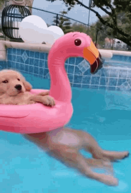 A dog floats in a pool on a pink flamingo inflatable.