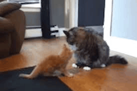 a cat and a kitten are playing in a living room .