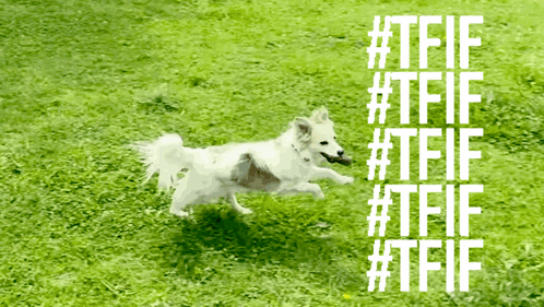 a white dog is running in a grassy field with the hashtag #tfif on the bottom