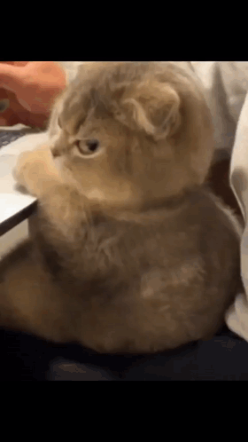 A fluffy cat gives a suspicious side-eye while sitting upright.
