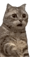 A small gray kitten stares wide-eyed in surprise against white.