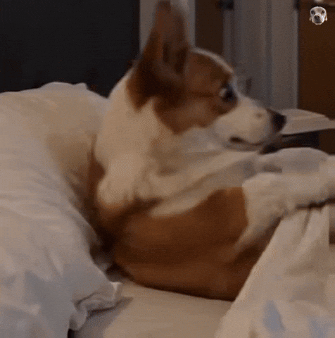 A corgi lies on a bed while staring toward a phone.