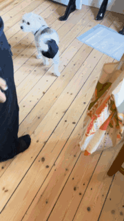 a dog standing on a wooden floor next to a table