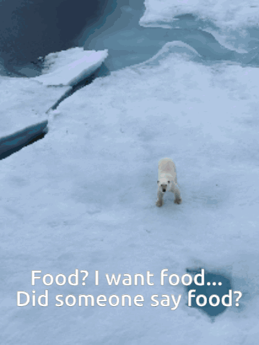a polar bear is walking in the snow with the words food i want food did someone say food below it