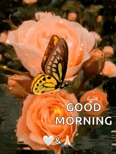 A butterfly rests on peach roses beside a “GOOD MORNING” greeting.