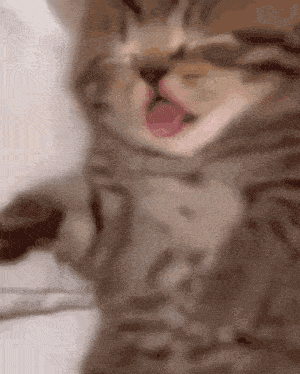 A fluffy kitten opens its mouth while lying down.