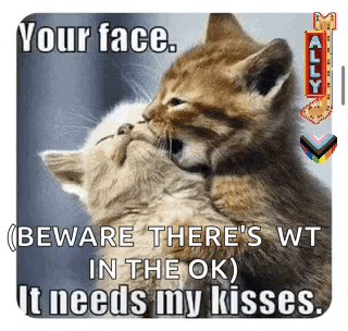 two kittens are hugging each other and one of them is kissing the other 's face