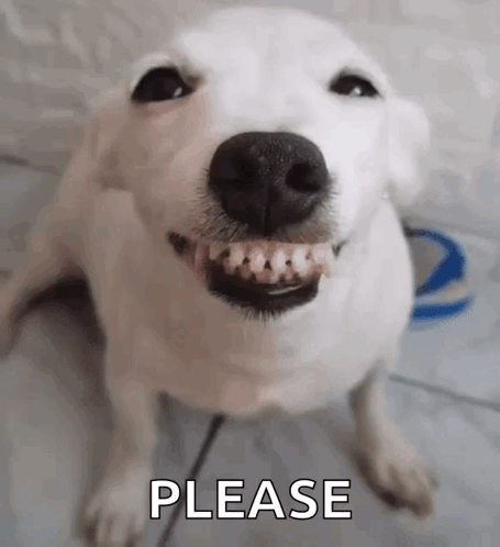 A white dog bares a comically wide toothy grin beneath “PLEASE.”