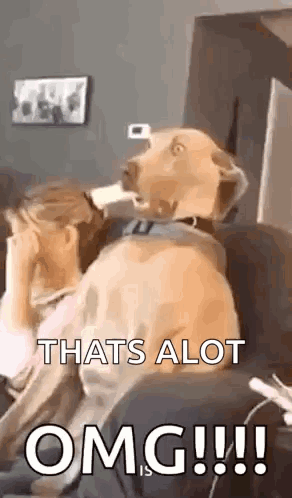 A nervous dog looks toward a person as text reads “THAT'S A LOT OMG!!!!”