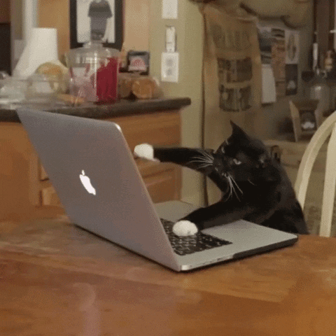 A black cat sits at a laptop as if typing or coding.