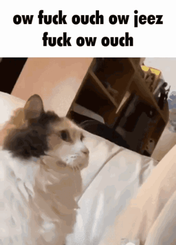 A fluffy cat stands amid a messy room under profanity-laced text ending in “ouch.”