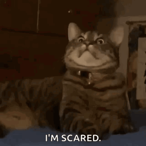 A tabby cat stares upward with the caption “I’m scared.”