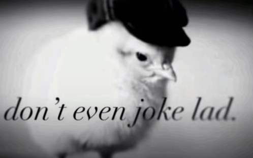a black and white photo of a bird wearing a hat and the words " don t even joke lad "