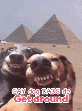 two dogs taking a selfie with the words gay dog dads do get around