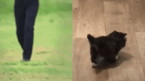 a person is walking on a grassy field next to a black cat .