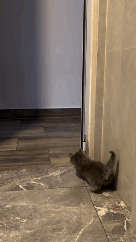 a kitten is playing on a tiled floor near a door