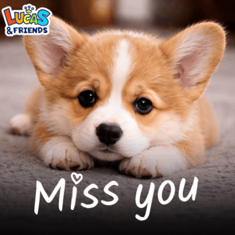 A corgi puppy lies down under the caption “Miss you.”