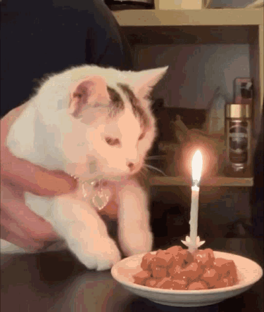 a cat is looking at a plate of food with a lit candle