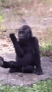A gorilla sits alone outdoors with a solemn, bored expression.