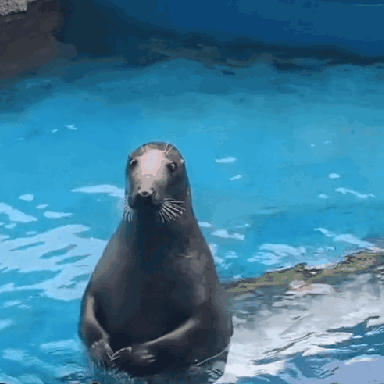 A seal sits upright in blue water, looking around shyly.